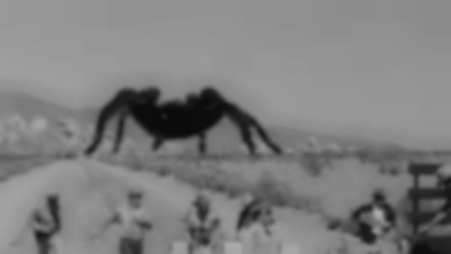 Tarantula backdrop