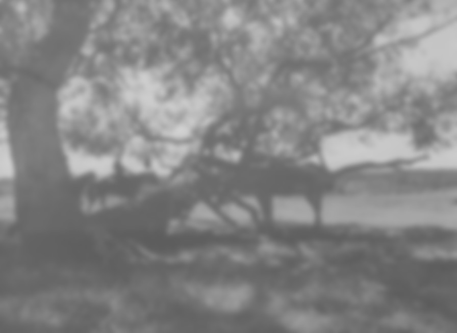 The Seventh Seal backdrop