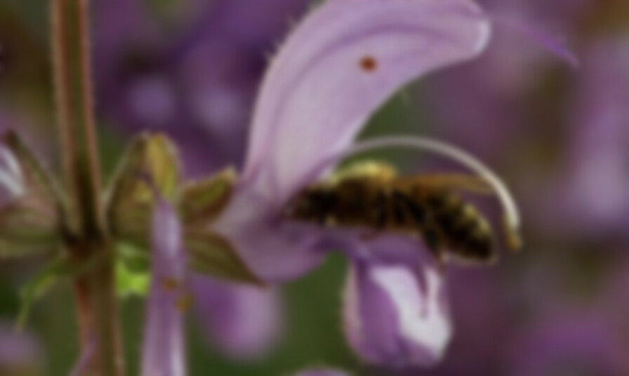 Microcosmos backdrop