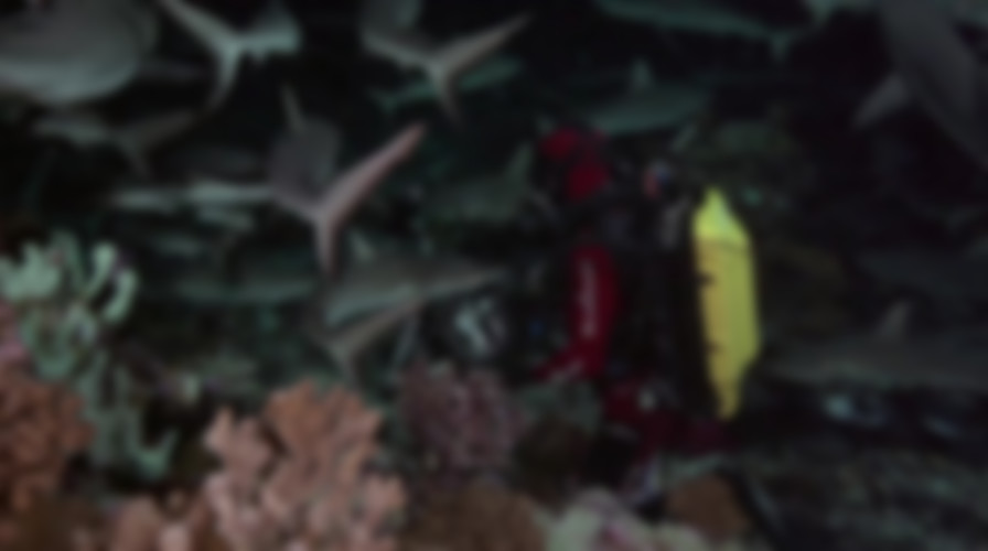 700 Sharks backdrop