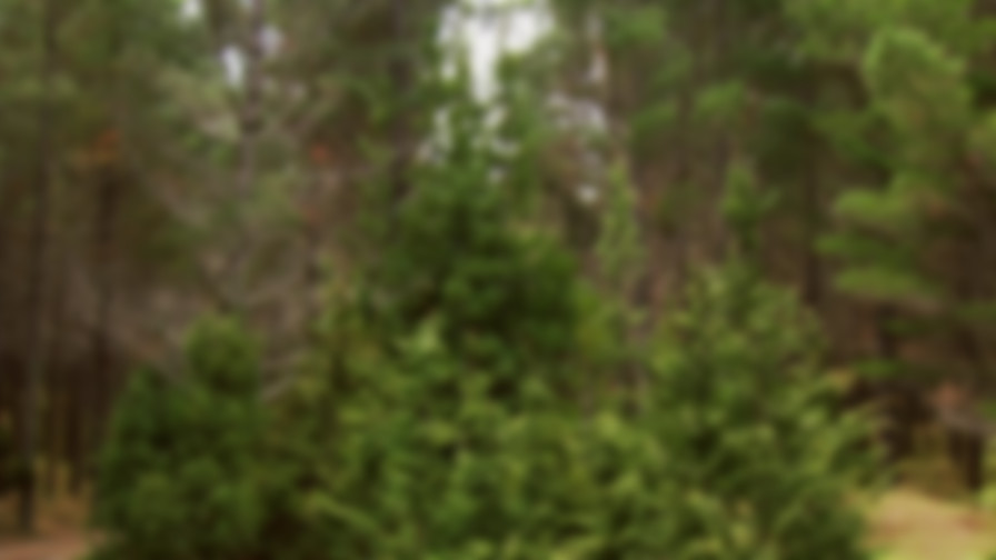 Yogi Bear backdrop
