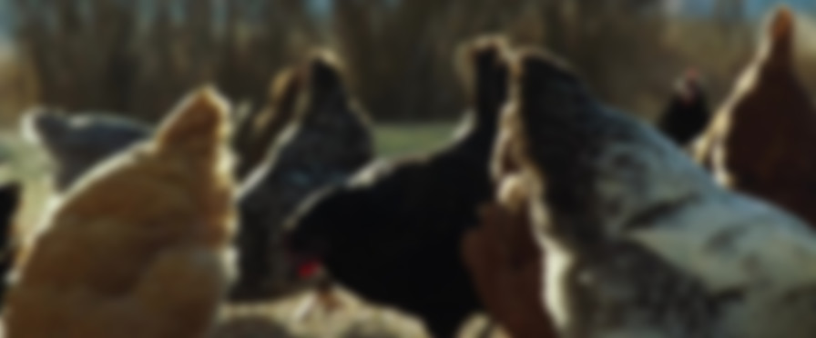 Montana Story backdrop