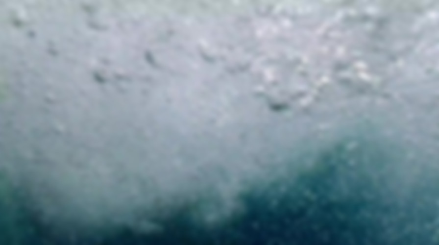 Rogue Shark? backdrop