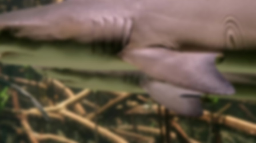 Croc That Ate Jaws backdrop