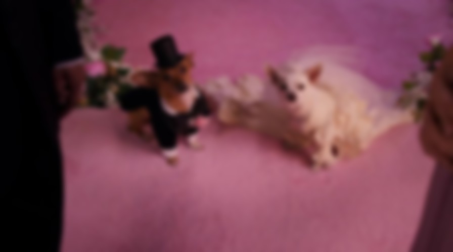 Beverly Hills Chihuahua 2 backdrop