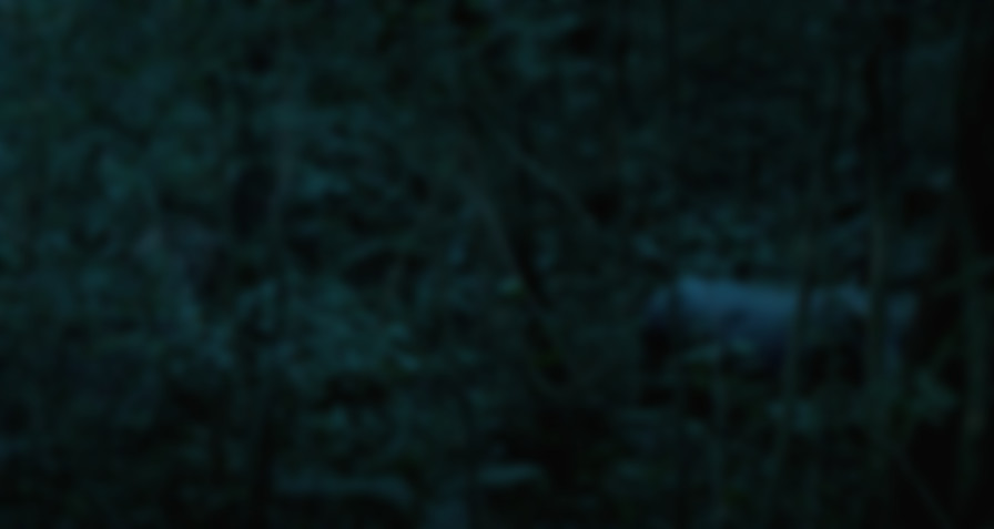 Uncle Boonmee Who Can Recall His Past Lives backdrop