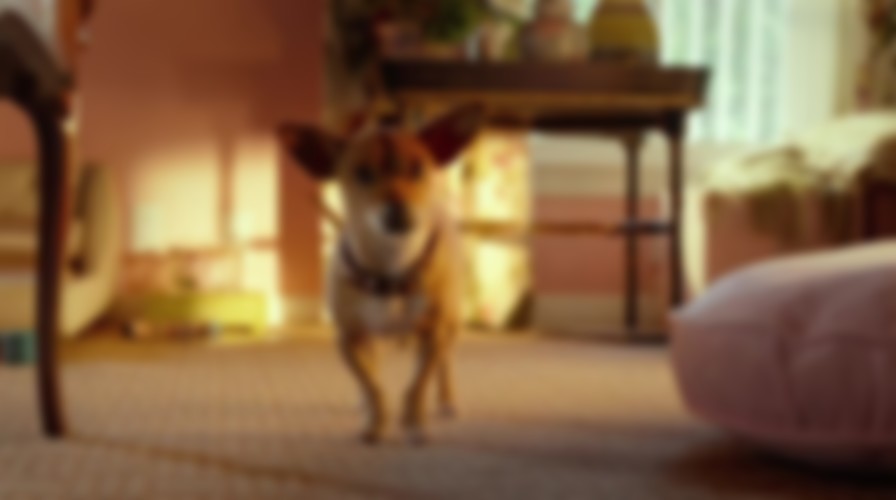 Beverly Hills Chihuahua 3: Viva La Fiesta! backdrop