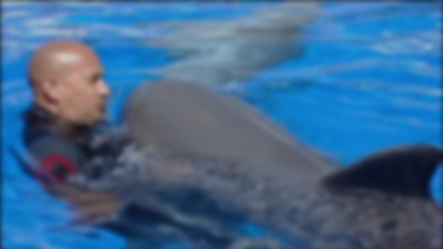 The Last Dolphin King backdrop