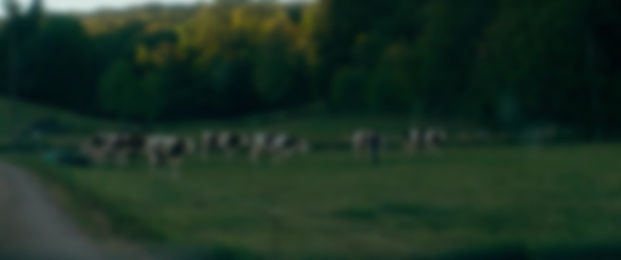 Holy Cow backdrop
