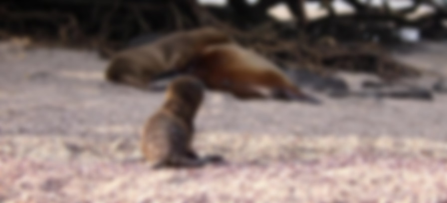 Sea Lions of the Galapagos backdrop