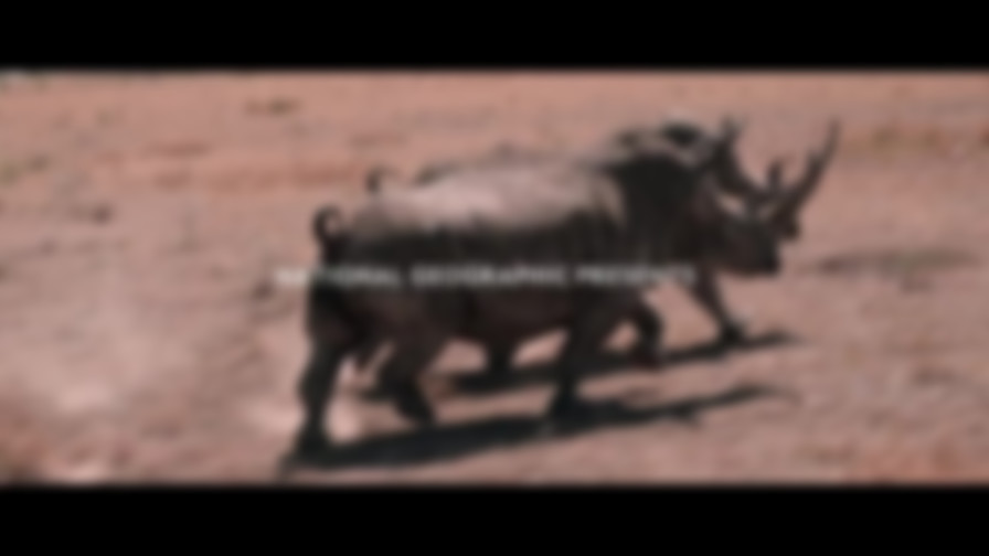 The Last Rhinos: A New Hope backdrop