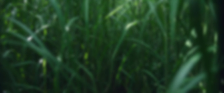 In the Tall Grass backdrop