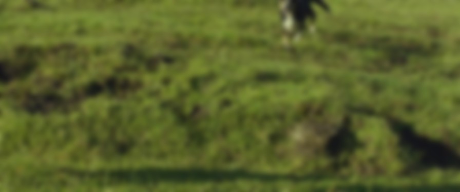 Hunt for the Wilderpeople backdrop