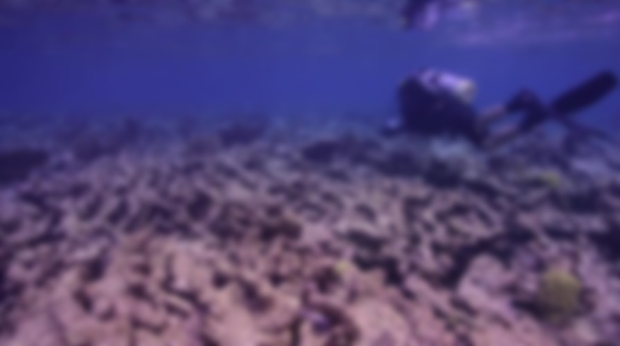 Chasing Coral backdrop